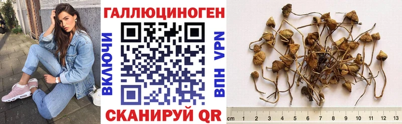 купить   Всеволожск  Псилоцибиновые грибы мицелий 